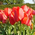 Tulipa multiflore 'Orange Bouquet'
